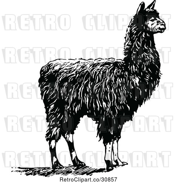 Vector Clip Art of Retro Alpaca