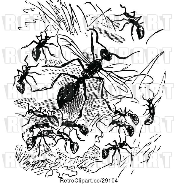 Vector Clip Art of Retro Ants