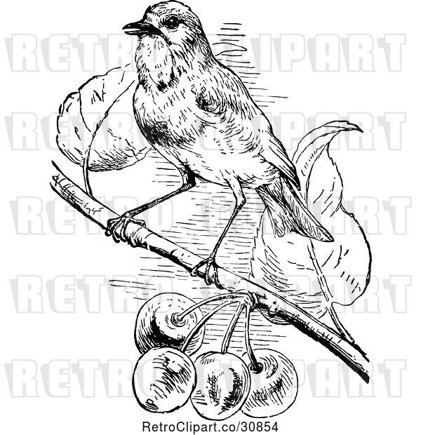 Vector Clip Art of Retro Bird Perched by Berries