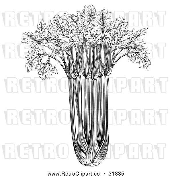 Vector Clip Art of Retro Black and White Celery Bunch