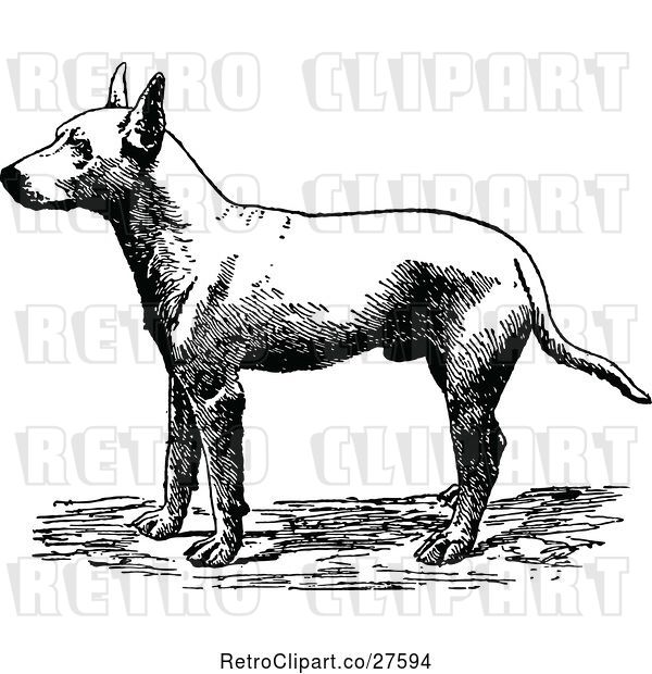 Vector Clip Art of Retro Bull Terrier Dog