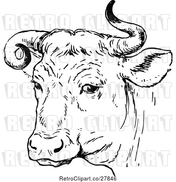 Vector Clip Art of Retro Bull with Curly Horns