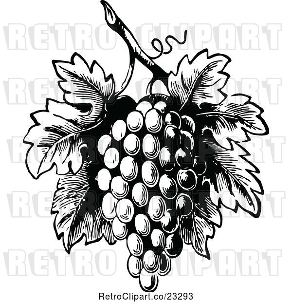 Vector Clip Art of Retro Bunch of Grapes with Leaves 1