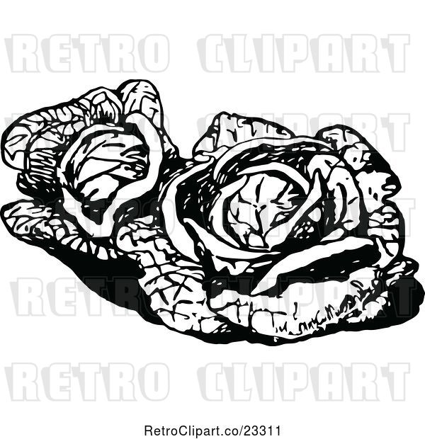 Vector Clip Art of Retro Cabbages