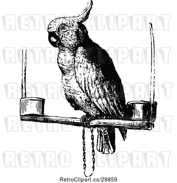 Vector Clip Art of Retro Cockatoo Parrot