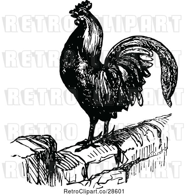 Vector Clip Art of Retro Crowing Rooster on a Wall