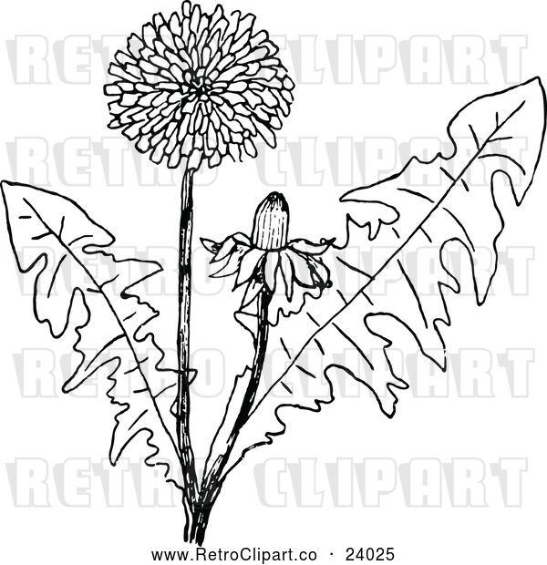 Vector Clip Art of Retro Dandelion Plant