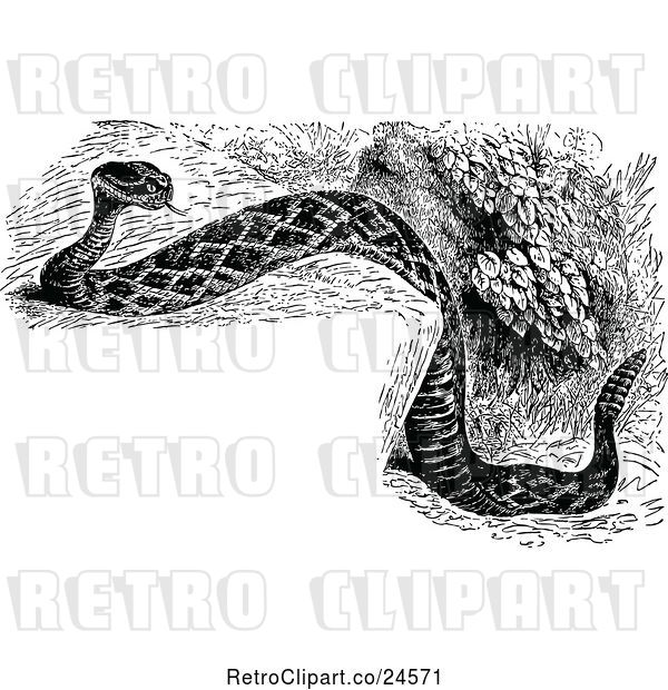 Vector Clip Art of Retro Diamond Rattlesnake and Copyspace