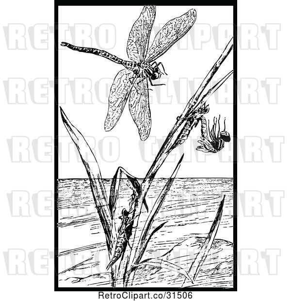 Vector Clip Art of Retro Dragonfly in Different Stages