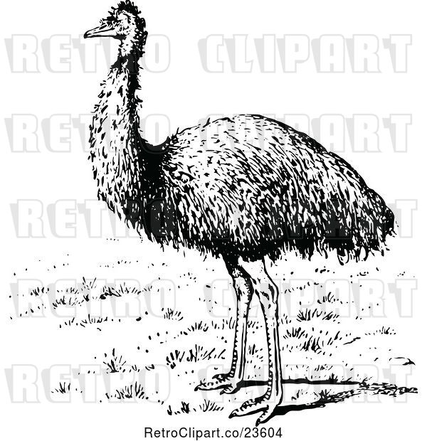 Vector Clip Art of Retro Emu Bird