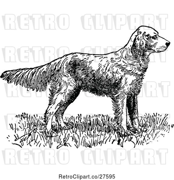 Vector Clip Art of Retro English Setter Dog
