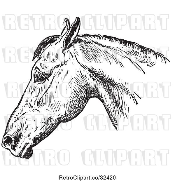Vector Clip Art of Retro Engraved Horse Anatomy of a Bad Head in 1