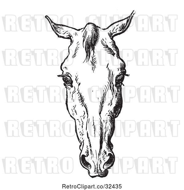 Vector Clip Art of Retro Engraved Horse Anatomy of a Bad Head in 3