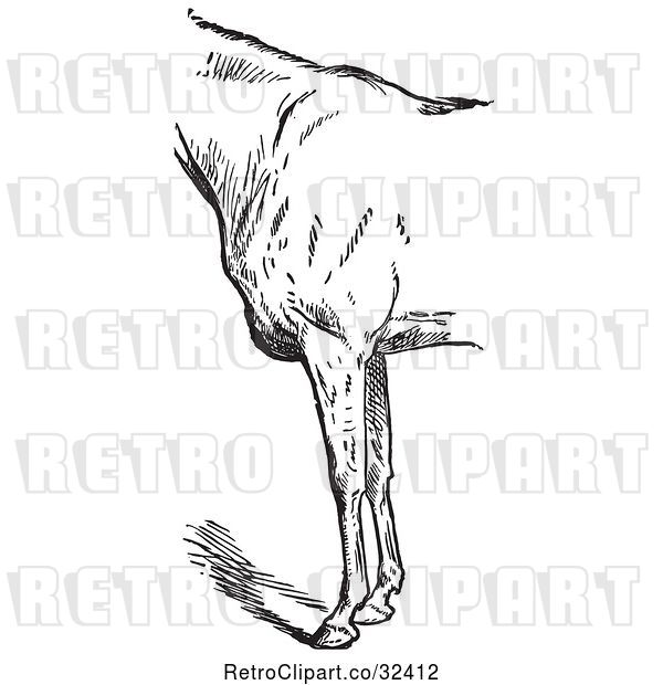 Vector Clip Art of Retro Engraved Horse Anatomy of Bad Conformation of Fore Quarters in 1