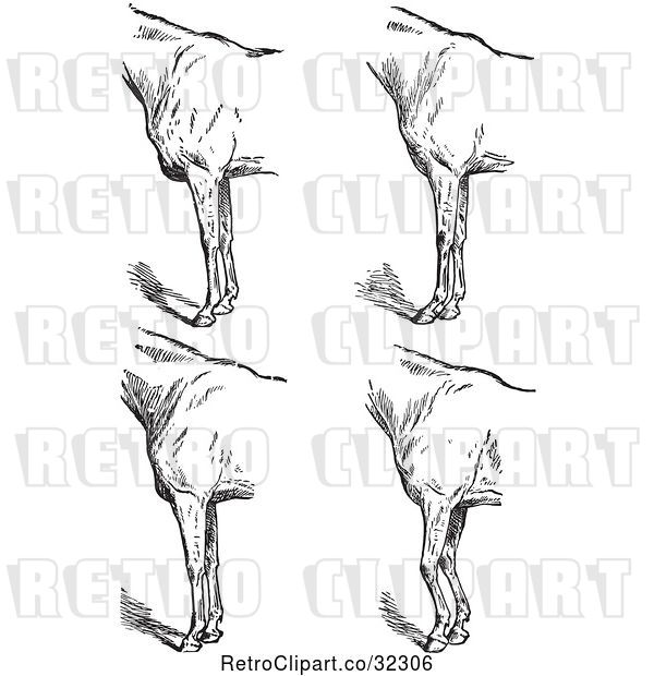 Vector Clip Art of Retro Engraved Horse Anatomy of Bad Conformation of Fore Quarters in 5