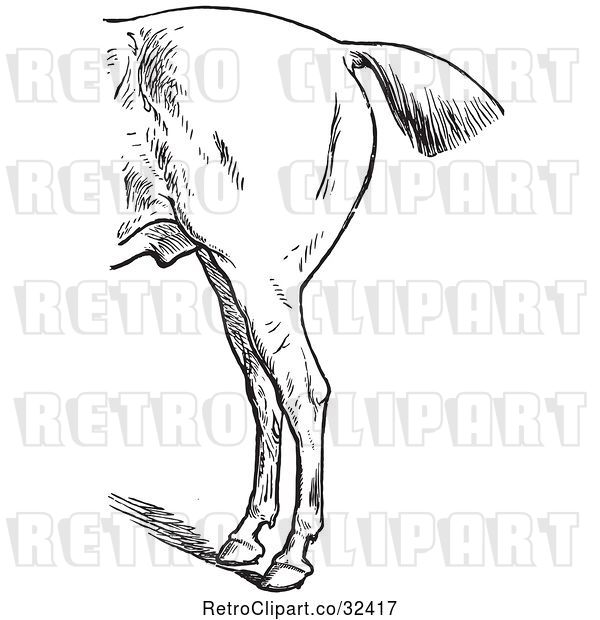 Vector Clip Art of Retro Engraved Horse Anatomy of Bad Hind Quarters in 1