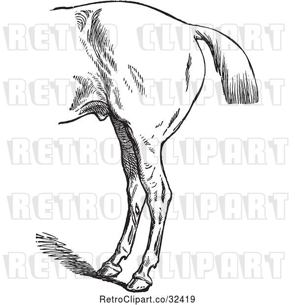 Vector Clip Art of Retro Engraved Horse Anatomy of Bad Hind Quarters in 3