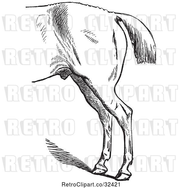 Vector Clip Art of Retro Engraved Horse Anatomy of Bad Hind Quarters in 4