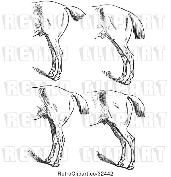 Vector Clip Art of Retro Engraved Horse Anatomy of Bad Hind Quarters in 5