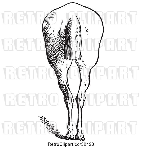Vector Clip Art of Retro Engraved Horse Anatomy of Bad Hind Quarters in 6