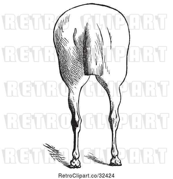 Vector Clip Art of Retro Engraved Horse Anatomy of Bad Hind Quarters in 7
