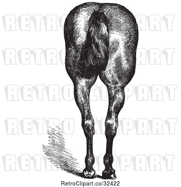 Vector Clip Art of Retro Engraved Horse Anatomy of Good Hind Quarters in 2