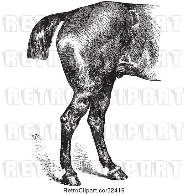 Vector Clip Art of Retro Engraved Horse Anatomy of Good Hind Quarters in