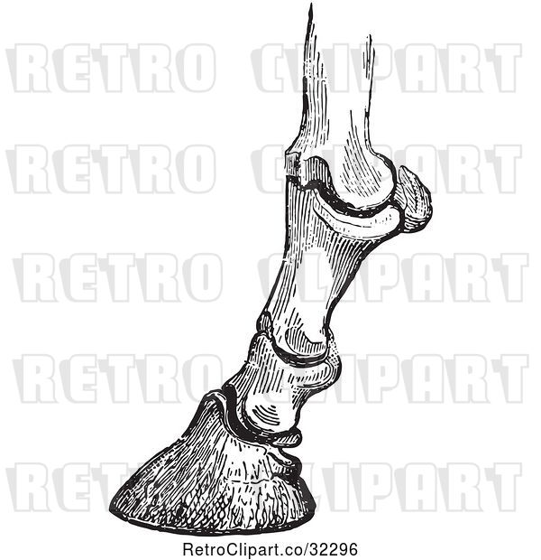 Vector Clip Art of Retro Engraving of Horse Bones and Articulations of the Foot Hoof in 1