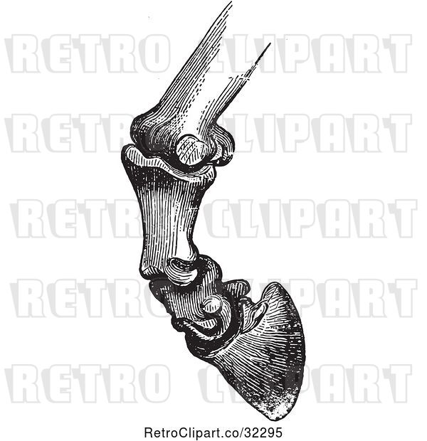 Vector Clip Art of Retro Engraving of Horse Bones and Articulations of the Foot Hoof in 3
