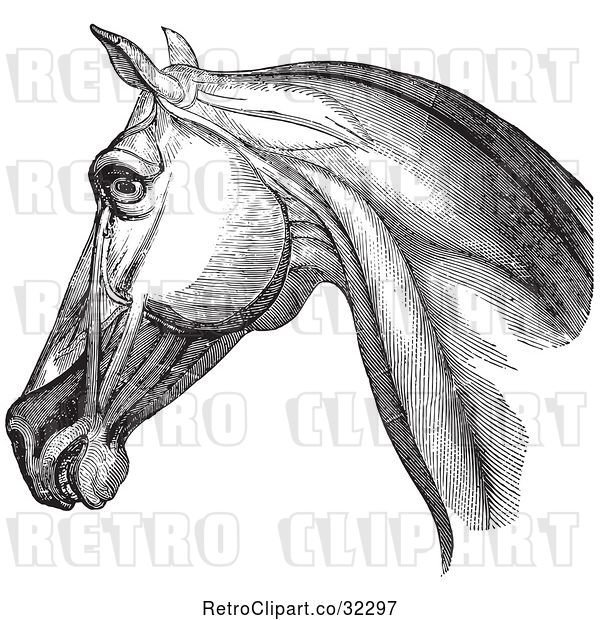 Vector Clip Art of Retro Engraving of Horse Head and Neck Muscles in 1