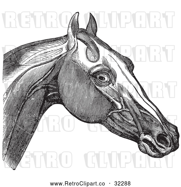 Vector Clip Art of Retro Engraving of Horse Head and Neck Muscles in 2