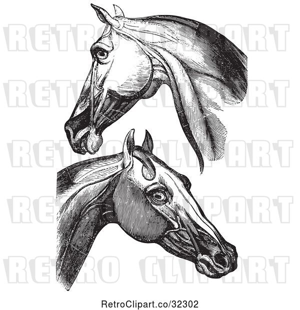 Vector Clip Art of Retro Engravings of Horse Head and Neck Muscles in
