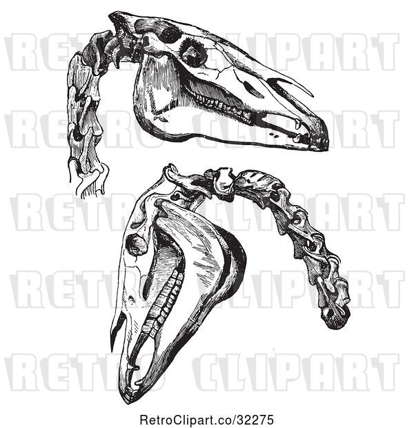 Vector Clip Art of Retro Engravings of Horse Skull and Neck Bones in