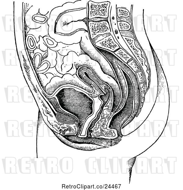 Vector Clip Art of Retro Female Anatomy of a Uterus