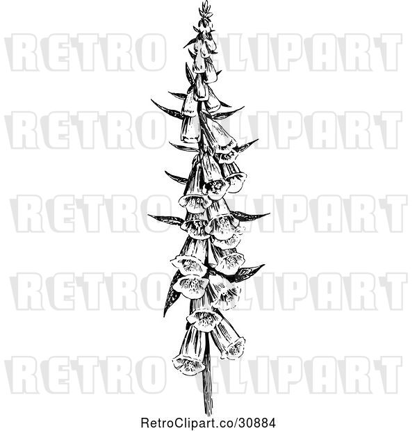 Vector Clip Art of Retro Foxglove Flowers