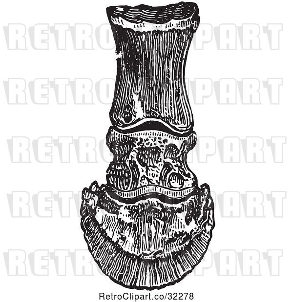Vector Clip Art of Retro Frontal View of the Bones in a Horse Foot and Hoof in