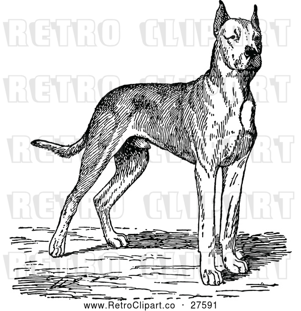 Vector Clip Art of Retro Great Dane Dog