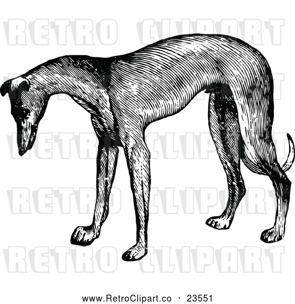 Vector Clip Art of Retro Greyhound Dog