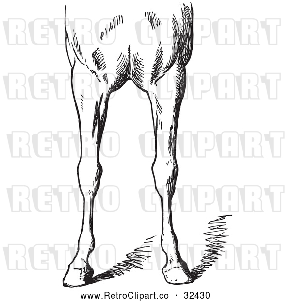 Vector Clip Art of Retro Horse Anatomy of Bad Conformations of the Fore Quarters in 4