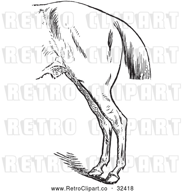 Vector Clip Art of Retro Horse Anatomy of Bad Hind Quarters in 2