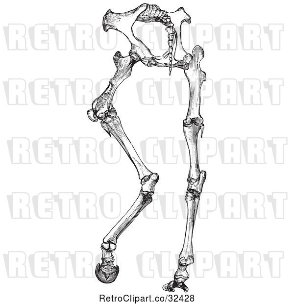 Vector Clip Art of Retro Horse Anatomy of Hinder Part Bones in