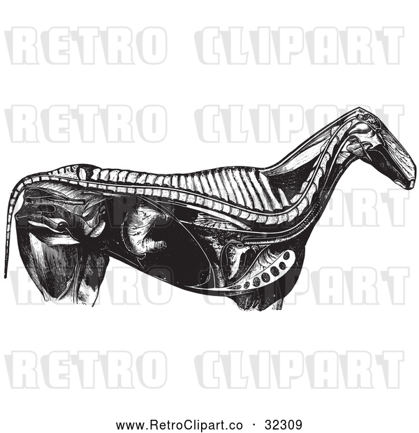 Vector Clip Art of Retro Horse Anatomy of Internal Bones Organs in Black and White