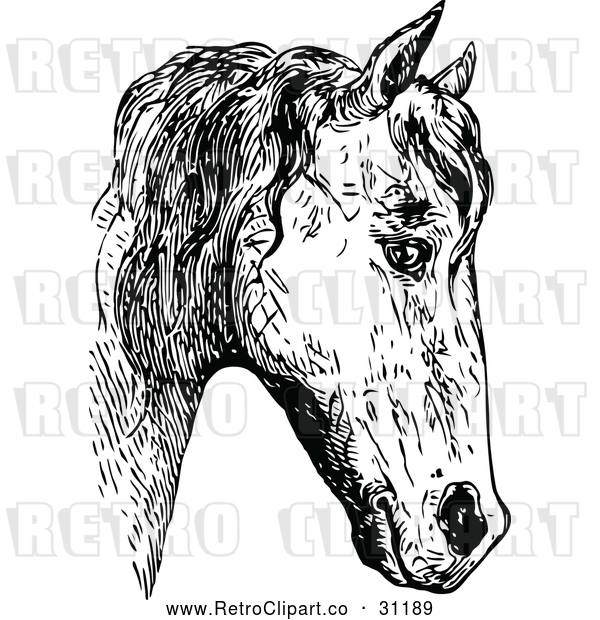 Vector Clip Art of Retro Horse Face 2