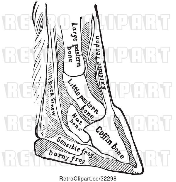 Vector Clip Art of Retro Horse Foot with Bones of the Foot in