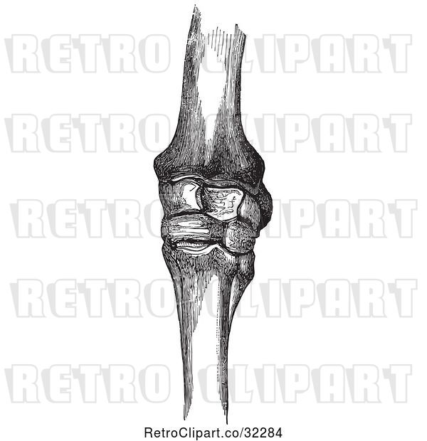 Vector Clip Art of Retro Horse Knee Bones in