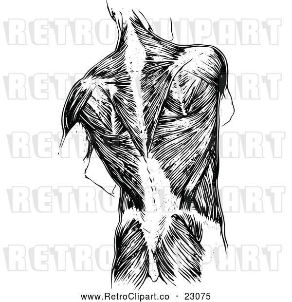 Vector Clip Art of Retro Human Anatomy Back with Muscles