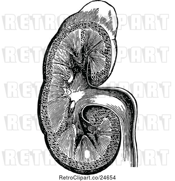 Vector Clip Art of Retro Human Kidney