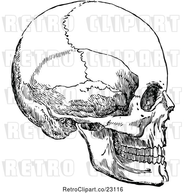 Vector Clip Art of Retro Human Skull 3