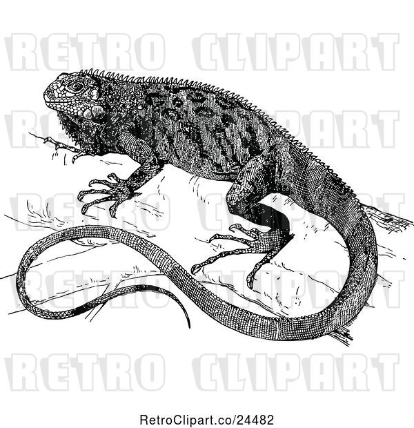 Vector Clip Art of Retro Iguana