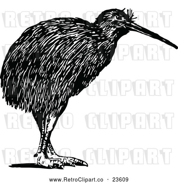 Vector Clip Art of Retro Kiwi Bird